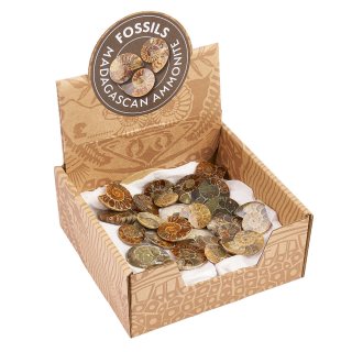 Ammonites Retail Box, Madagascar (25pcs) NETT