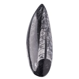 2-4" Orthoceras, Morocco (1pc) NETT