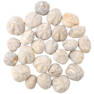 25mm (Approx) Echinoids (Fossilised Sea Urchin) (1kg) NETT