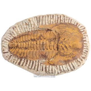 8-10" Cambropallas Trilobite, Morocco (1pc) NETT