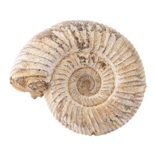 White Ribbed Ammonites, Madagascar 2" (9pc) NETT