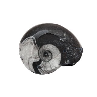 1.5-2" Polished Goniatite (1pc) NETT