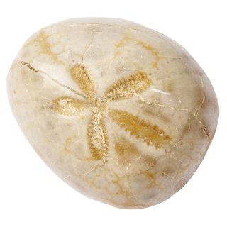 Sea Urchin Fossil in Magnifier Box with ID Card (1pc)