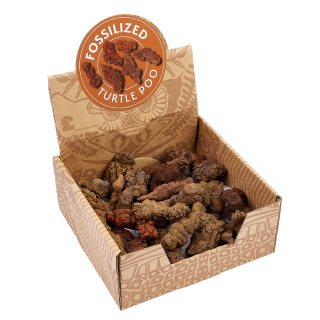 Turtle Coprolite (Fossilised Poo) Retail Box (25pcs)