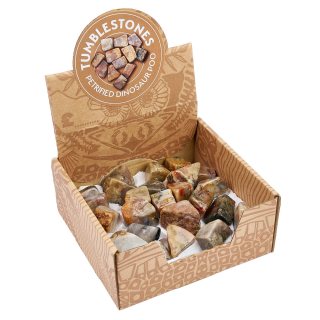Genuine Petrified Dinosaur Poo (Coprolite) Retail Box (25 Piece) NETT