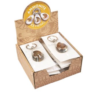 Ammonite in Acrylic Keyring Retail Box (10pcs)