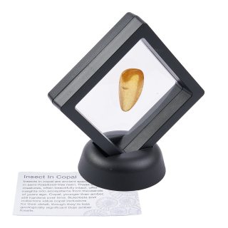 Copal with Insect in 7cm Floating Frame with ID Card (1pc)