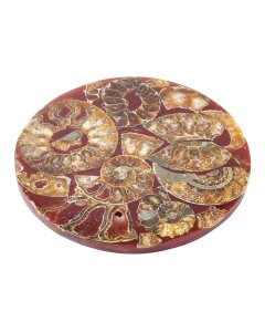 Ammonite Composite Coaster, Mahajanga Basin, Madagascar (1pc)