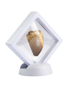 Mosasaur Tooth in 7cm Floating Frame (1pc) NFD