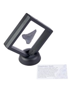 Megalodon Tooth in 9cm Clip Frame with ID Card (1pc)