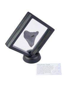 Megalodon Tooth in 11cm Clip Frame with ID Card (1pc)