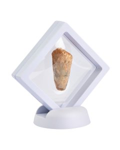 Spinosaur Tooth in 7cm Floating Frame (1pc) NFD