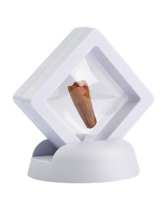 Spinosaurus Tooth in 5cm Floating Frame (1pc) NFD