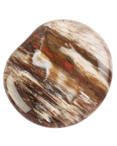 Petrified Wood Smoothstone (1pc)