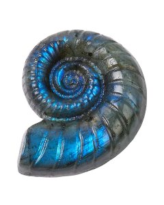 Labradorite Ammonite Carving, approx 40mm (1pc) NFD