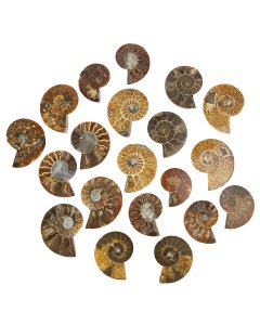 Ammonite pairs 50-80mm B Grade (KGS) NFD