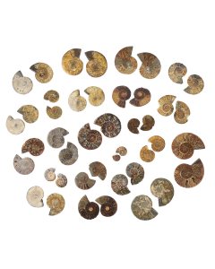 Ammonite pairs B Grade (KGS) NFD