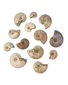 Whole Blue Opalized Ammonites,10-50mm (250g) NFD