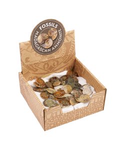 Ammonites Retail Box, Madagascar (25pcs) NETT