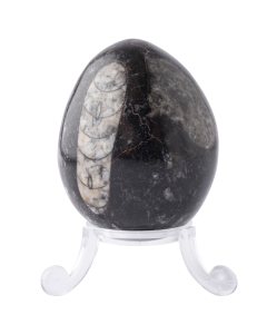 Orthoceras Egg (1pc) NETT