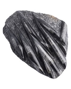 Orthoceras Display Piece, Morocco 25-30cm (1pc)  NETT