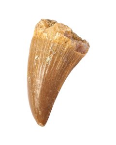 Mosasaur Tooth, 10-20mm