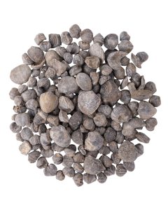 Brachiopod Fossils Rough, Morocco (1kg) NETT