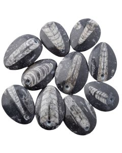 Orthoceras Drilled Pendant (10pcs) NETT