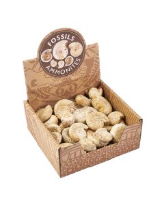 White Ribbed Ammonite in Ready to Retail Box (25pcs)