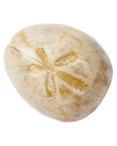 Sea Urchin Fossil in Magnifier Box with ID Card (1pc)