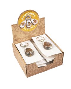 Ammonite in Acrylic Keyring Retail Box (10pcs)