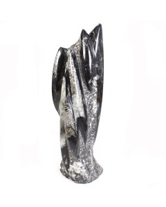 Medium (10-14") Freestanding Orthoceras Sculpture (1pc) NETT
