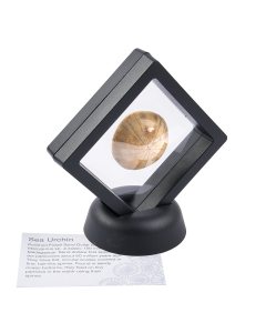 Sea Urchin in 7cm Floating Frame with ID Card (1pc)