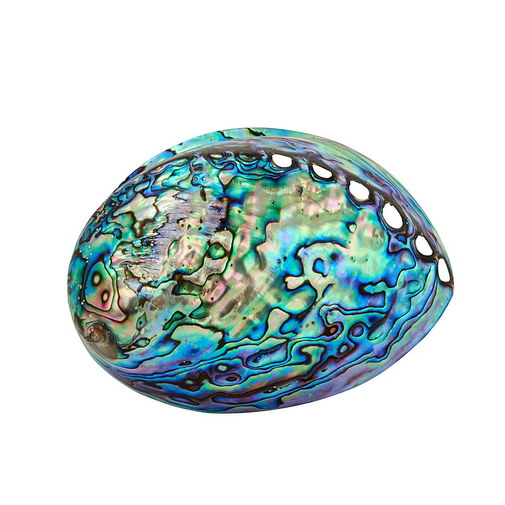 NAGAE + 　Abalone shell　ゴールドプレート Abalone Shell Polished, New Zealand (1pc) NETT