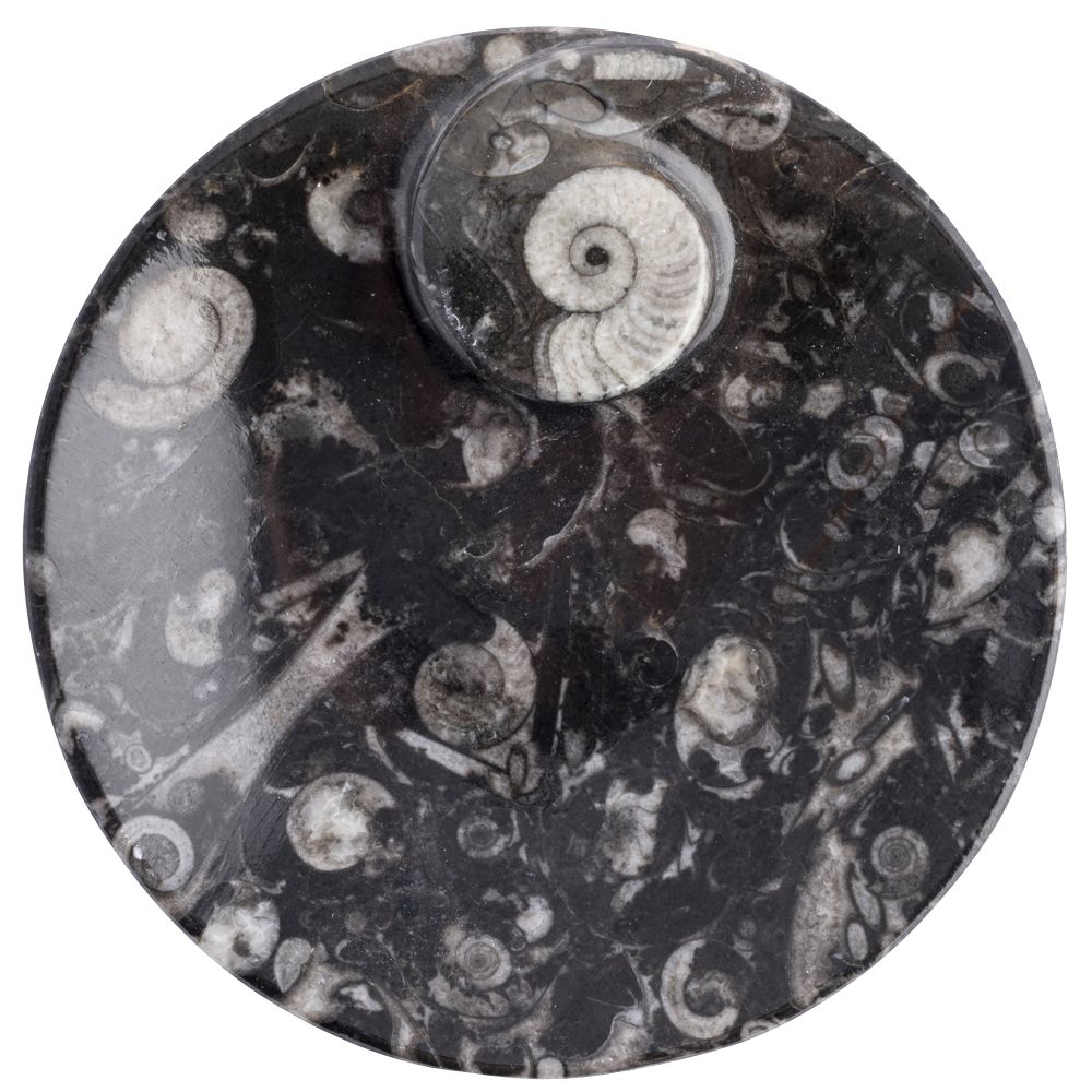 Fossil Stone Round Dish Plate 11cm Morocco 1 Piece NETT from Rockshop Wholesale Limited