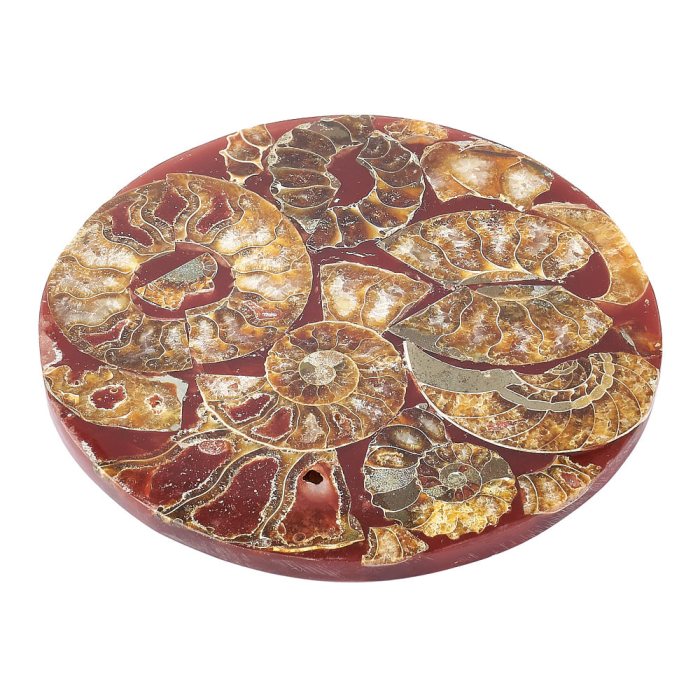 Ammonite Composite Coaster, Mahajanga Basin, Madagascar (1pc)