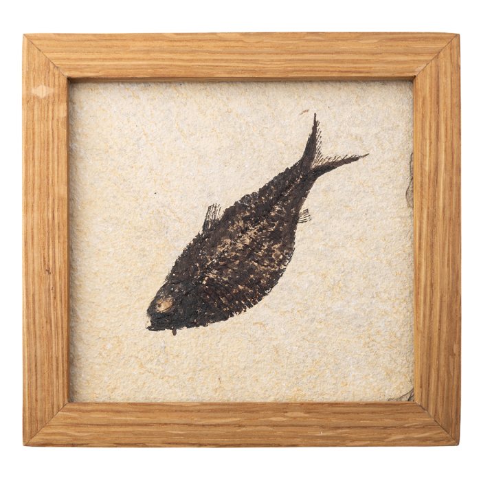 Wyoming Fossil Fish in Oak Frame, Eocene approx. 50Myr, 15x14cm (1pc) NETT