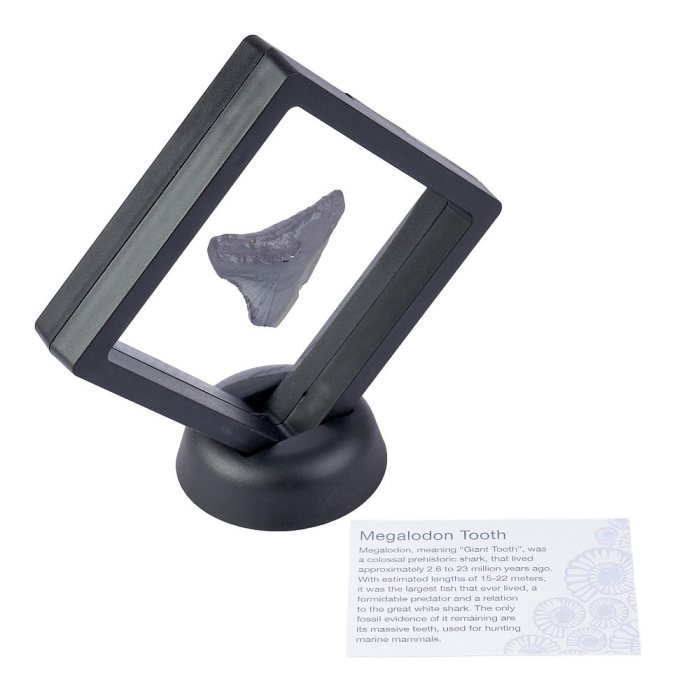 Megalodon Tooth in 9cm Clip Frame with ID Card (1pc)