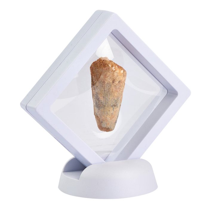 Spinosaur Tooth in 7cm Floating Frame (1pc) NFD