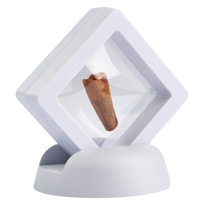 Spinosaurus Tooth in 5cm Floating Frame (1pc) NFD