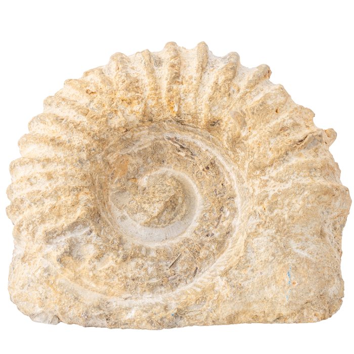 Ammonite Agadir, Cut Base (1pc) NETT