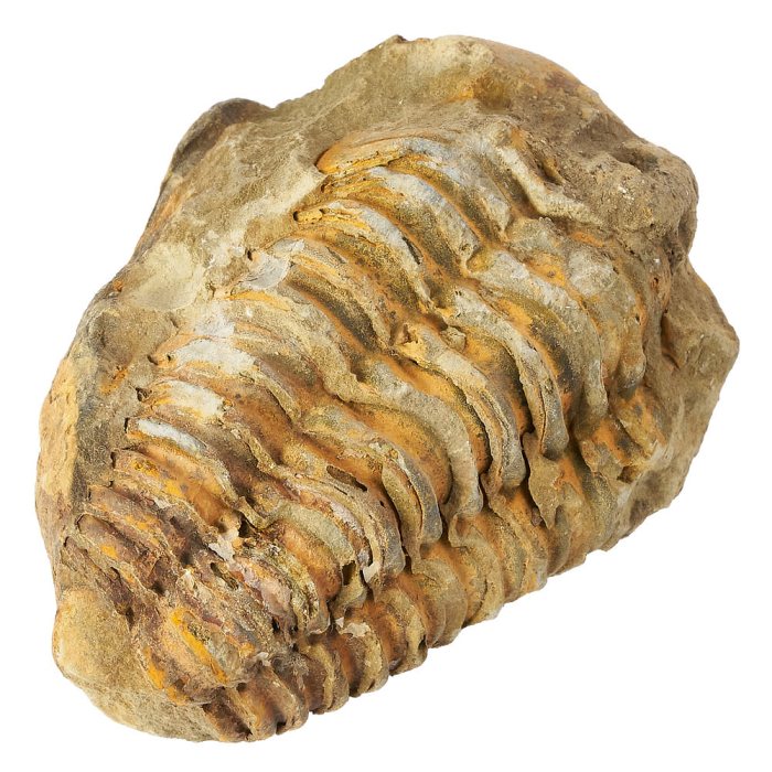 Trilobite Calymene 1-2" Sp. Morocco (1pc)