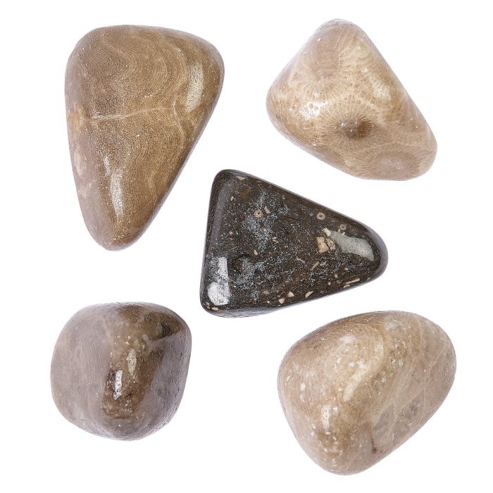 Petoskey Stone Tumblestones (by the gram)