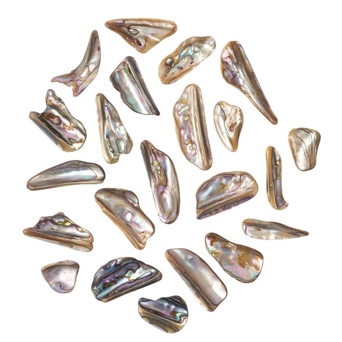 Polished Abalone Shell Rims (by the gram) NFD