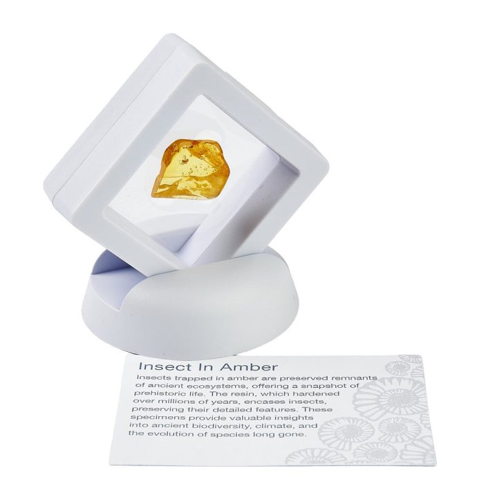 Insect in Amber in 5cm Floating Frame with ID Card (1pc)
