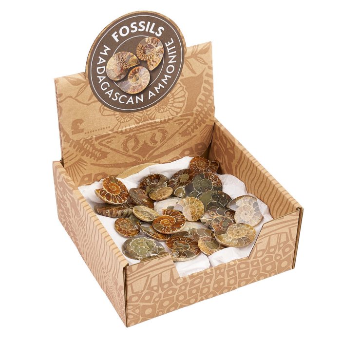 Ammonites Retail Box, Madagascar (25pcs) NETT