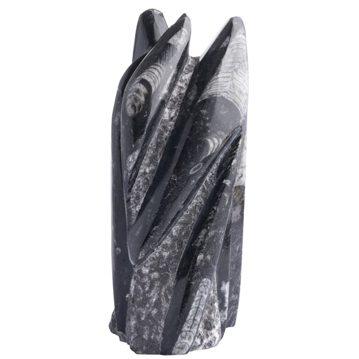 Small (8-10") Freestanding Orthoceras Sculpture (1pc) NETT