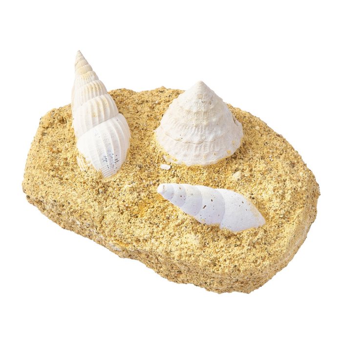 Gastropods in Matrix 2-3" (1pc)