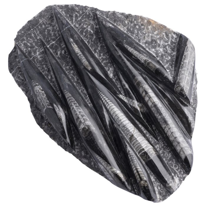 Orthoceras Display Piece, Morocco 25-30cm (1pc) NETT