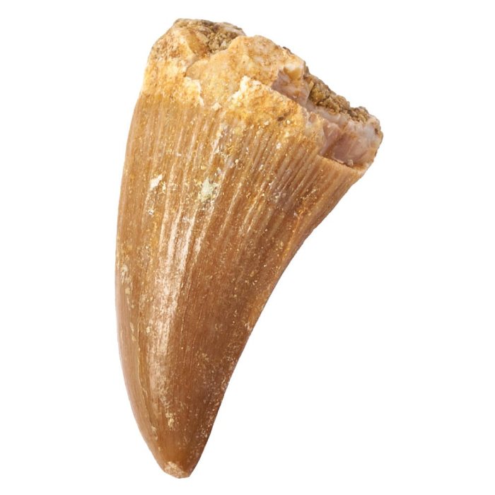 Mosasaur Tooth, 10-20mm